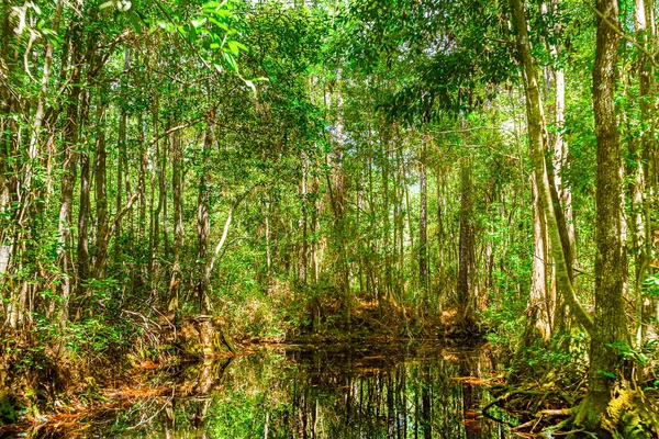 Spokojne Odbicia Gęstego Zielonego Lasu Parku Bagiennym Okefenokee Georgia Floryda — Zdjęcie stockowe