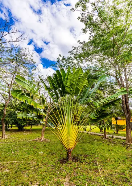 Bujna Zieleń Ścieżka Kil Cenote Jukatan Meksyk — Zdjęcie stockowe