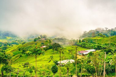 An idyllic view of Uvita in Puntarenas Province, Costa Rica, where verdant hills meet the morning mist, featuring a rural homestead amid banana groves, capturing the essence of peaceful country living clipart