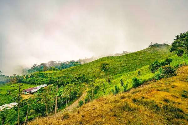 코스타리카의 푼타나르나스 우비타의 목초지 무성한 언덕이 부드러운 안개에 있으며 풍부한 스톡 사진