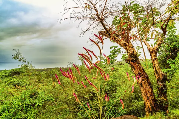 무성한 나무가 활기찬 Matchstick 식물로 일반적으로 알려진 Aechmea Gamosepala의 분홍색 스톡 사진
