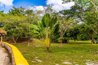 Parlak mavi bir gökyüzünün altında dağınık bulutlu yüksek kaliteli fotoğraflarla eşsiz bir hayran şekilli tropikal palmiye ağacını barındıran yemyeşil park manzarası. Yeşillik ve Yol Ik Kil Cenote, Yucatan, Meksika