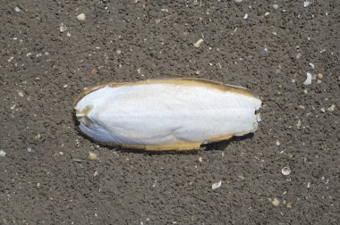 Shell (Cuttlebone) of the Cuttlefish resp.Sepia officinalis during low Tide at North Sea,Wattenmeer National Park,Germany 