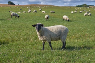German Blackheaded Mutton Sheep on meadow, Germany