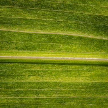 desenli yaprak kapat