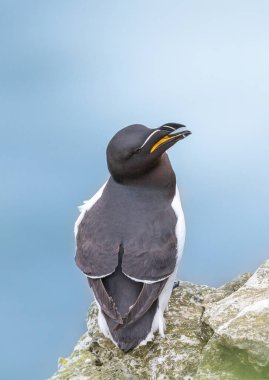 Rspb Bempton 'da bir Guillemot portresi