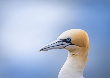 Rspb Bempton 'da güzel bokeh ve canlı renkleri olan bir sümsük kuşu portresi