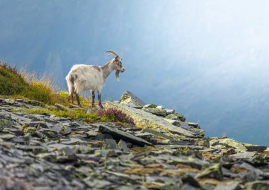 Vahşi dağ keçisi Dinorwic taş ocağında güzel bir ışık altında