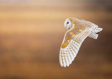 Uçmakta olan bir baykuş.