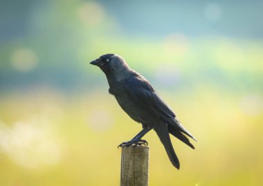 Tahta bir direkte oturan bir karga.