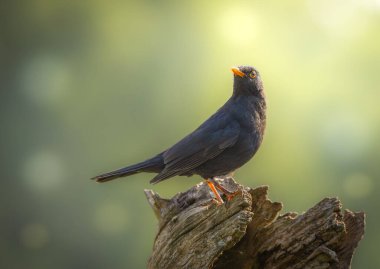 Bir erkek siyah kuş portresi Güzel renkler ve bokeh