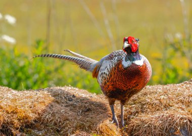 Altın ışıkta canlı bir sülün.