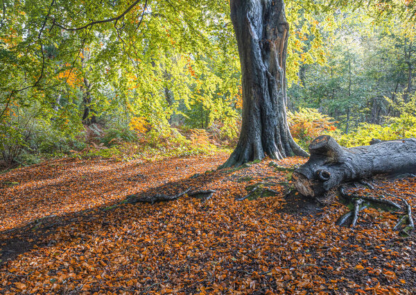 autumnal woodland scene with mist and vibrant colours