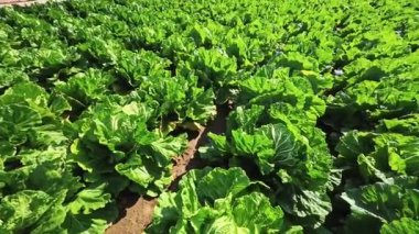 Tarım tarlasında Çin lahanası, sebze sıraları. Çiftçilik, tarım. Tarımsal arazi manzarası. ekinler