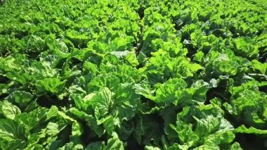 Tarım tarlasında Çin lahanası, sebze sıraları. Çiftçilik, tarım. Tarımsal arazi manzarası. ekinler