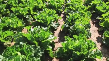 Tarım tarlasında Çin lahanası, sebze sıraları. Çiftçilik, tarım. Tarımsal arazi manzarası. ekinler