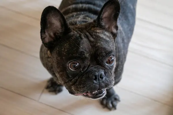 Yakından, yüksek açılı, koyu renk bir Fransız Bulldog 'unun tatlı bir ifadeyle yukarı bakan portresi..