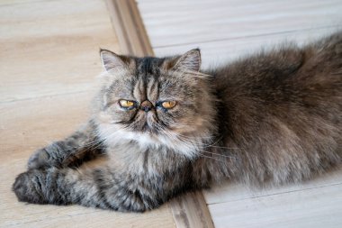 Göz kamaştırıcı bir Egzotik Shorthair kedinin (Garfield kedisi) yakın plan portresi, kendine özgü düz bir yüzü ve çarpıcı turuncu gözleri vardır..