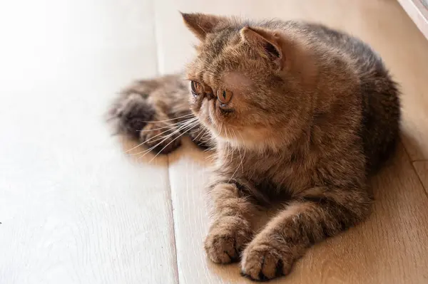 Göz kamaştırıcı bir Egzotik Shorthair kedinin (Garfield kedisi) yakın plan portresi, kendine özgü düz bir yüzü ve çarpıcı turuncu gözleri vardır..