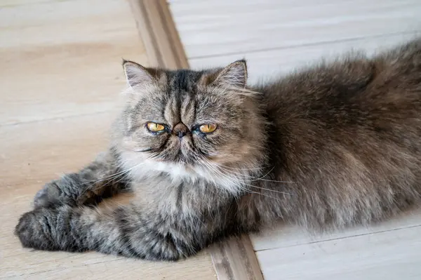 Göz kamaştırıcı bir Egzotik Shorthair kedinin (Garfield kedisi) yakın plan portresi, kendine özgü düz bir yüzü ve çarpıcı turuncu gözleri vardır..