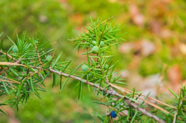 Polonya 'nın Wolomin yakınlarındaki Masovia ormanlarında yetişen olgunlaşmış yeşil ve mavi meyveli ardıç ağacının parlak yakın çekimi. Polonya ormanlarının doğasında, mevsimsel ve ekolojik kavramlar için mükemmel bir bitkidir..