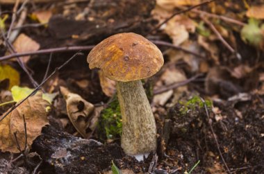 Ormanda düşen yaprakların arasında büyüyen açık kahverengi başlıklı huş ağacı. Sonbahar mantar mevsimi, yiyecek arama ve doğa yürüyüşü..
