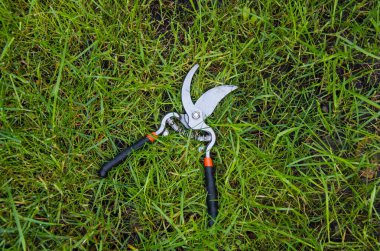 Yeşil çimlerde duran budama makası bahçedeki bitkileri budamak ve bakımını yapmak için idealdir. Bahçe aletlerini ve bahçe bakımını gösterir..