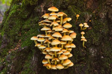 Polonya ormanlarındaki ağaç gövdesinde yetişen parlak sarı Hypholoma fasciculare mantarları grubu, renkli sonbahar ormanlarına karşı hazırlanıyor. Zehirli mantarlar, sonbahar mantar mevsimi, avlanma ve Avrupa 'da doğa keşfi.