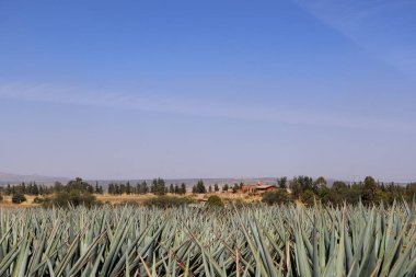 Bir evi, mavi gökyüzü ve Meksika 'nın Jalisco şehrinde kırsal bir geçmişi var..