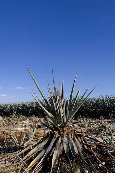 Güneşli bir günde, Meksika 'nın Jalisco kentindeki bir tarlada kesilen ağaç kütüğüyle yapayalnız bir bitki.