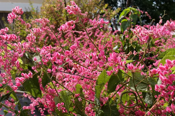 Güneşli bir günde arılı bir bitki gibi sarmaşıkta çiçek açmayan parlak pembe minik (Antigonon leptopusu))