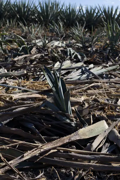 Meksika, Jalisco 'daki bir tarlada hasat sırasında bir agave filizine yakın. Tekila bitkisi.