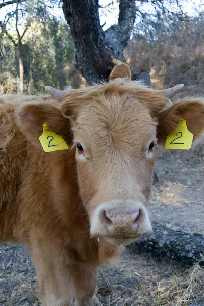 Arka planda sarı baldır portresi, kimlik küpeleri ve mesquite ağaçları var.