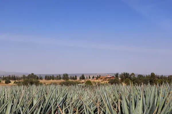 Bir evi, mavi gökyüzü ve Meksika 'nın Jalisco şehrinde kırsal bir geçmişi var..