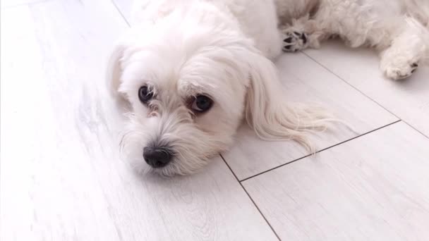 Cute Maltese Dog Lying Floor Close Slow Motion — Vídeo de stock