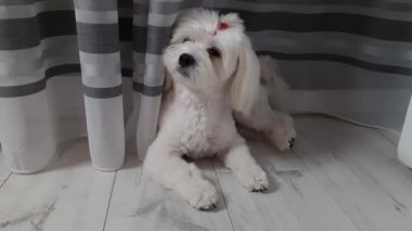 Evinde tatlı bir Malta köpeği varmış. Dost canlısı evcil hayvan, sevimli hayvan