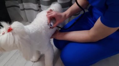 Female veterinarian examines a sick Maltese dog using an stethoscope. Veterinary, pet care concept