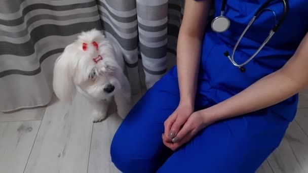 Divertente Cane Maltese Che Una Zampa Veterinario Veterinario Pet Care — Video Stock