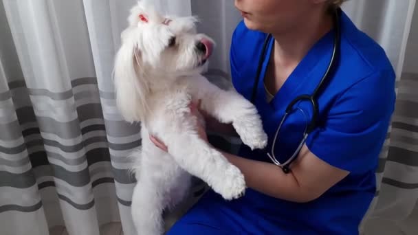 Femme Vétérinaire Embrasser Chien Maltais Mignon Clinique Vétérinaire Vétérinaire Concept — Video