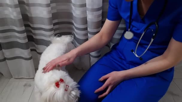 Funny Happy Maltese Dog His Vet Veterinarian Clinic Veterinary Pet — Vídeos de Stock