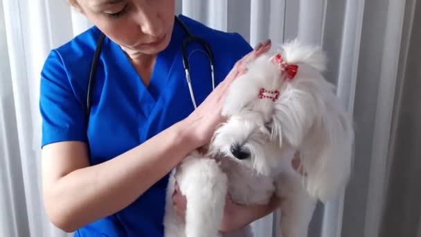 Крупный План Белой Мальтийской Собаки Ветеринарной Клинике Женщиной Ветеринаром Гладящей — стоковое видео