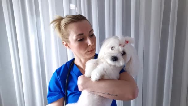 Młody Lekarz Weterynarii Trzymający Słodkiego Maltańskiego Psa Klinice Weterynaryjnej Weterynaryjna — Wideo stockowe