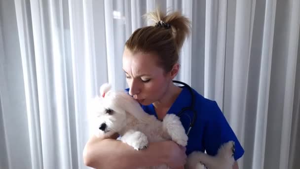 年轻的兽医医生抱着可爱的马耳他狗在兽医诊所 宠物护理概念 — 图库视频影像