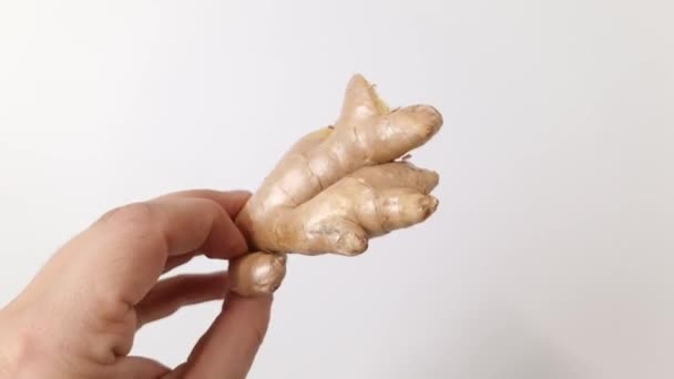 Male Hand Holding Ginger Root Zingiber Officinale Isolated White Background — Stockvideo