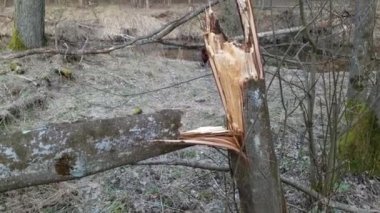 Vahşi ormanda fırtınadan sonra kırılmış ağaç gövdesi.
