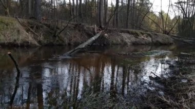 Ormandan akan doğal küçük vahşi nehir. Doğa güzelliği, çevre koruma kavramı