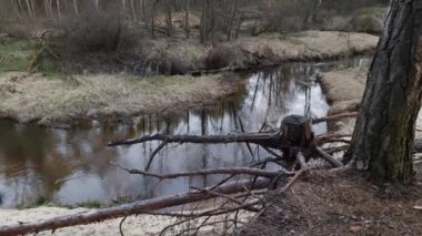 Saf suyla vahşi dağ nehri. Sakin doğa manzarası