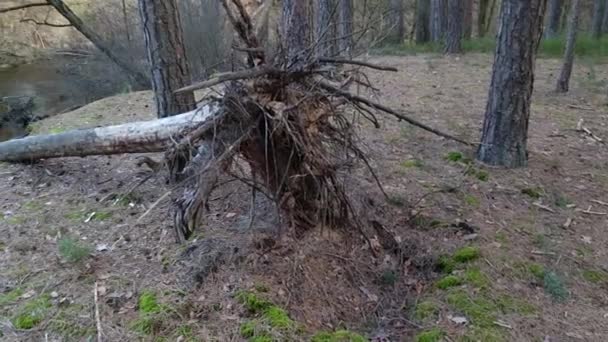 Vecchio Albero Caduto Nella Foresta Disastri Naturali Cambiamenti Climatici Tempeste — Video Stock