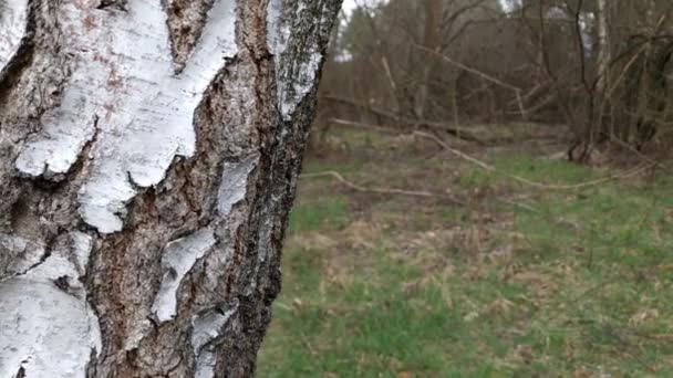 森の中の白樺の木 クローズアップビュー — ストック動画
