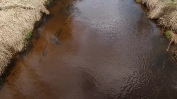 Ein Ruhiger Fluss Tiefen Wald Ruhige Friedliche Landschaft Zeitlupe — Stockvideo
